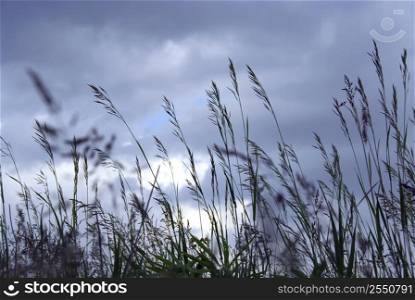 Grass blades at dusk on the background of gray blue sky