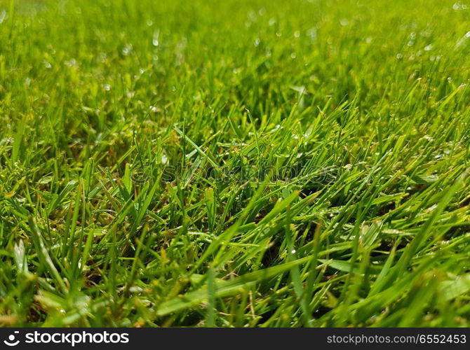 Grass blades in lawn