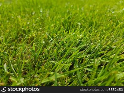 Grass blades in lawn