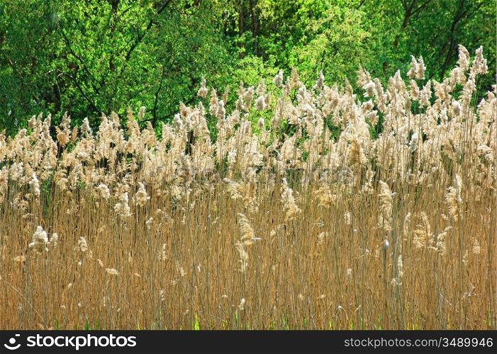 grass bloom in nature with sunlight