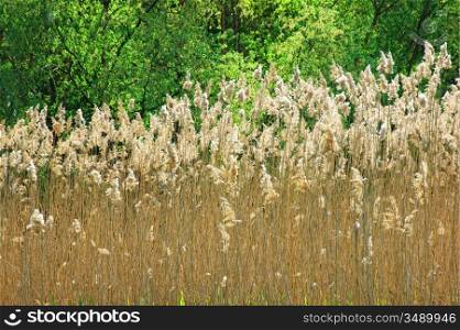 grass bloom in nature with sunlight