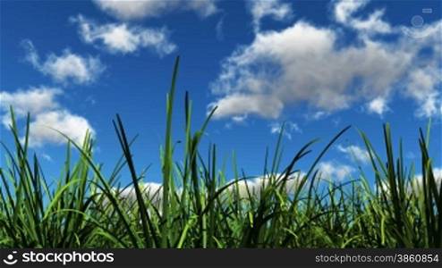 grass blow in the breeze with white clouds passing by in the sky.