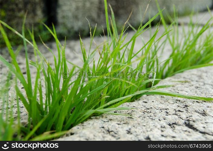 Grass breaking stone open. Grass growing out of a big granite stone and breaking it open