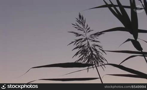 grass by the lake