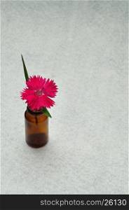 Grass carnation in a pot isolated against a white background