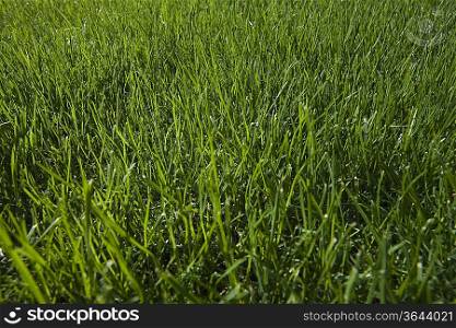Grass close-up