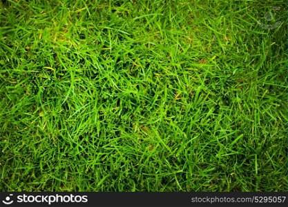 Grass close up