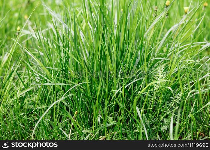 grass close-up. grass in early morning. Sunny day concept. Natural background.. grass in early morning. Sunny day concept. Natural background. grass close-up