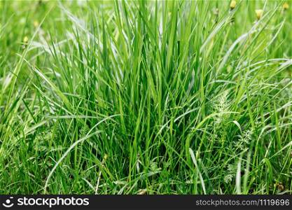 grass close-up. grass in early morning. Sunny day concept. Natural background.. grass in early morning. Sunny day concept. Natural background. grass close-up