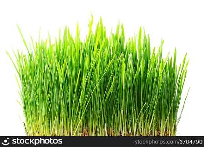 Grass close-up over white background