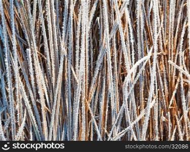 Grass covered with hoar frost, close up