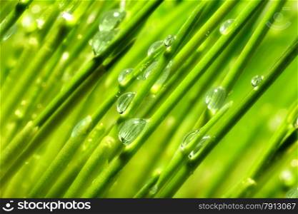 Grass, Dew, Macro,No People, Concepts and Ideas, Nature, Green, Light, Blade of Grass, Day, Outdoors, &#xA;Leaf, Water, Drop, Close-up, Rain, Wet, Freshness, Wheatgrass, Meadow, Bright, Condensation, Magnification, foliage, Vibrant Color, Brightly Lit, Focus On Foreground, water drop, Saturated Color, Raindrop, Environment, Lush Foliage, Full Frame&#xA;