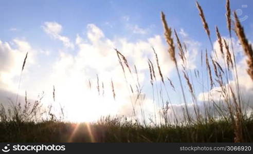 Grass ears and sky with clouds at sunset.