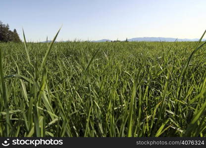 Grass field