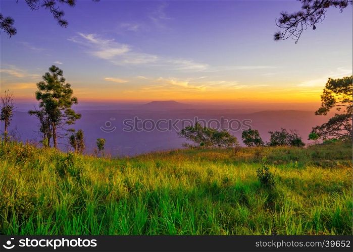 grass field and pine tree with sunset