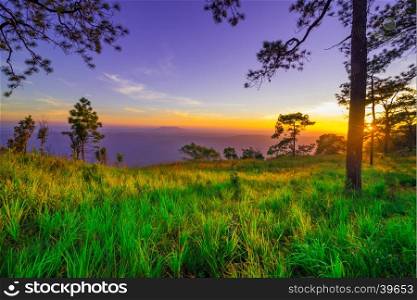 grass field and pine tree with sunset