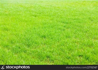 Grass field at bright summer day