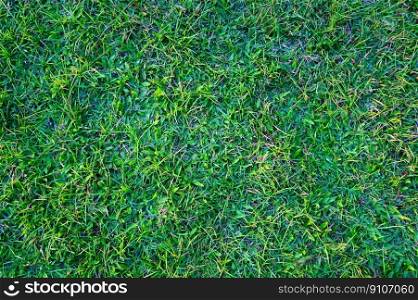 Grass field background , nature green grass green meadow grass field for football , natural background or backdrop - Green grass texture from a field - top view