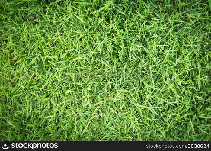Grass field texture for golf course, soccer field or sports back. Grass field texture for golf course, soccer field or sports background concept design. Natural grass.