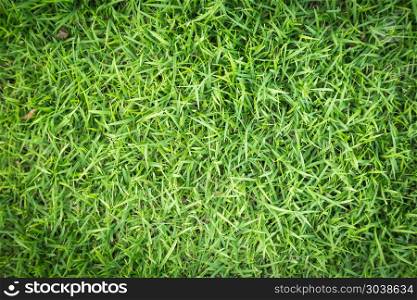 Grass field texture for golf course, soccer field or sports back. Grass field texture for golf course, soccer field or sports background concept design. Natural grass.