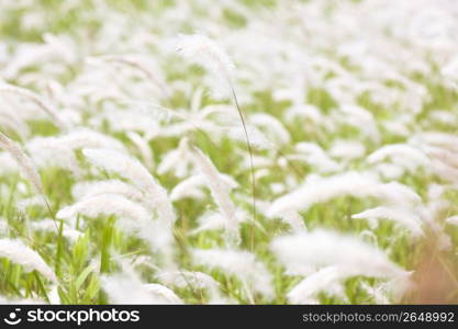 Grass flower