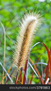 Grass flower