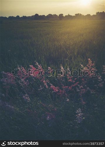 grass flower field, sunset view