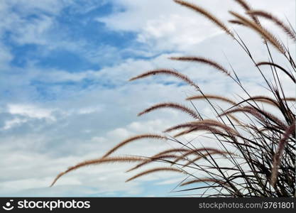 Grass flower field with blue sky