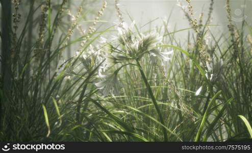 Grass flower field with soft sunlight for background.