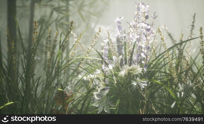 Grass flower field with soft sunlight for background.