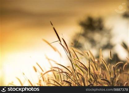 grass flower foggy landscape forest morning beautiful sunrise mist with plant  