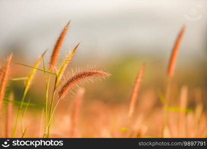 grass flower foggy landscape forest morning beautiful sunrise mist with plant  