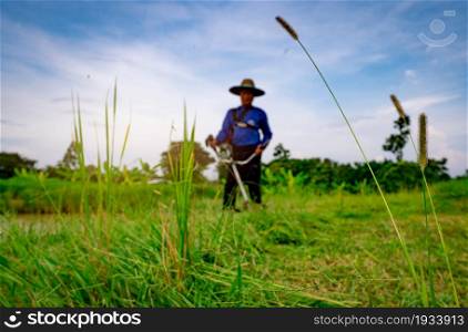 Grass flower on blurred man with shoulder lawn mower. Asian man cutting grass with lawn mower. Garden care and maintenance. Landscaping service. Man mowing green grass and weed for livestock food.