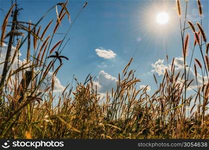 grass flower sunlight blue sky background