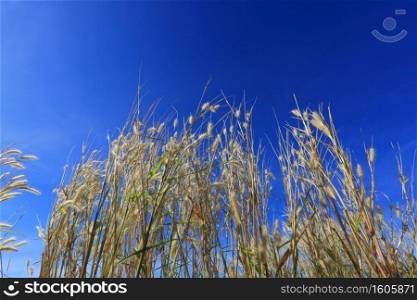 Grass flowers and bright blue sky, daytime sunlight.