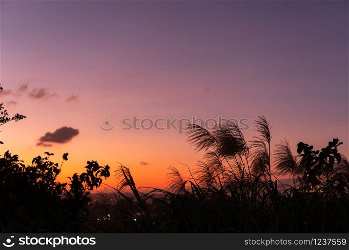 Grass flowers during the sunset. Shadow of plants with light in warm tone. Evening time on the hill. Soft focus in nature background.