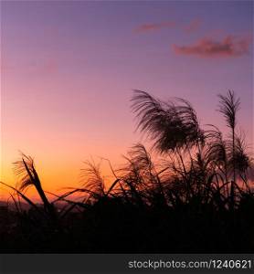 Grass flowers during the sunset. Shadow of plants with light in warm tone. Evening time on the hill. Soft focus in nature background.