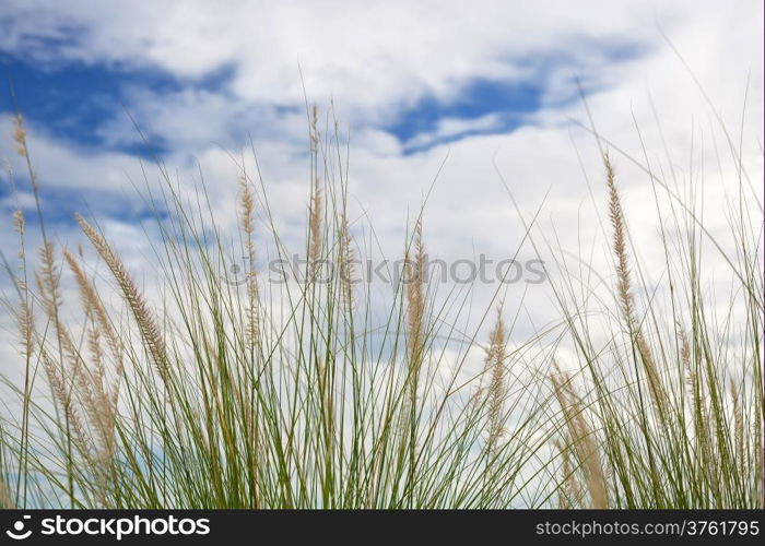 Grass flowers field with blue sky