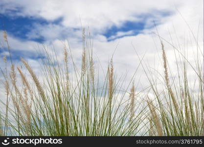 Grass flowers field with blue sky