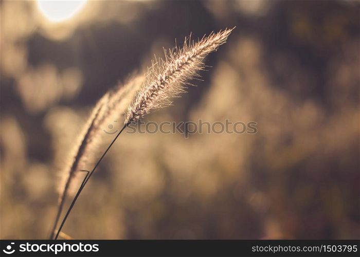 Grass flowers with golden sunlight are beautiful in the morning and evening.