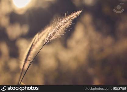 Grass flowers with golden sunlight are beautiful in the morning and evening.