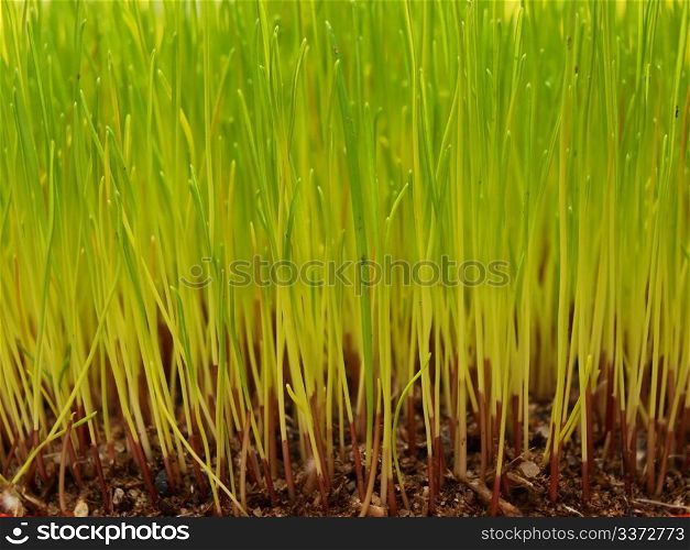 Grass. Fresh green grass seen from the soil and up to full size