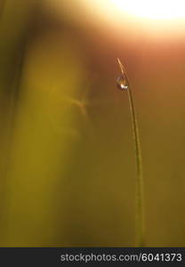 Grass. Fresh green grass with dew drops closeup. Sun. Soft Focus. Abstract Nature Background