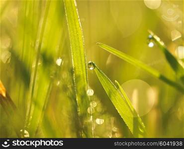 Grass. Fresh green grass with dew drops closeup. Sun. Soft Focus. Abstract Nature Background