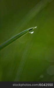 Grass. Fresh green grass with dew drops closeup. Sun. Soft Focus. Abstract Nature Background