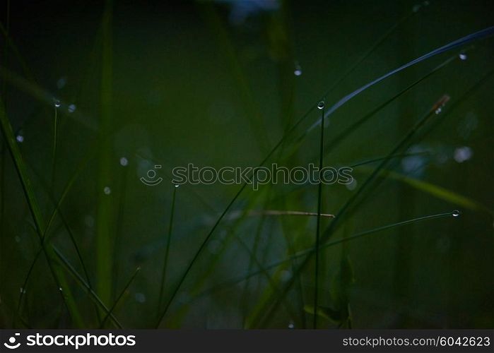 Grass. Fresh green grass with dew drops closeup. Sun. Soft Focus. Abstract Nature Background