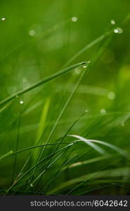 Grass. Fresh green grass with dew drops closeup. Sun. Soft Focus. Abstract Nature Background