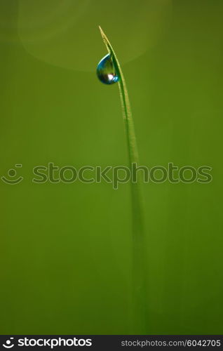 Grass. Fresh green grass with dew drops closeup. Sun. Soft Focus. Abstract Nature Background