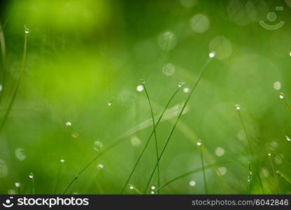 Grass. Fresh green grass with dew drops closeup. Sun. Soft Focus. Abstract Nature Background