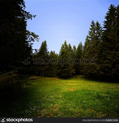 Grass glade in spruce forest.
